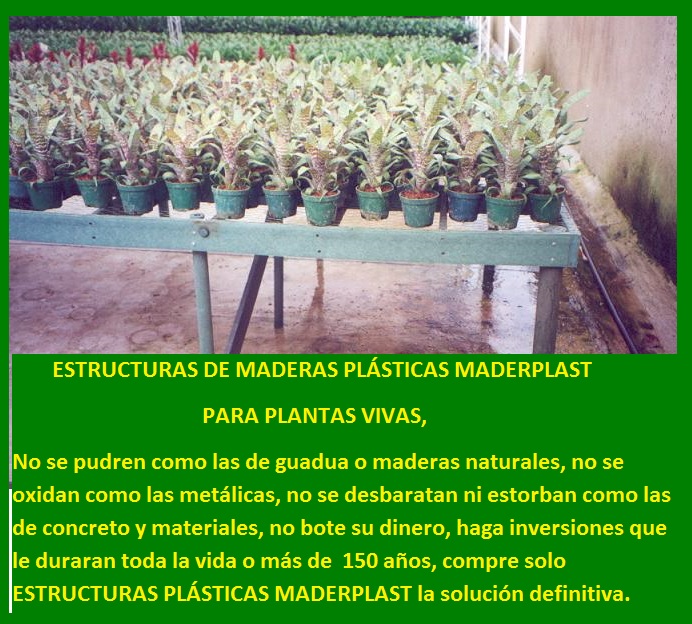 banco de enraizamiento enraizar plantas mostrador mesón lecho soporte propagar cultivar vivero plantar sembrar semillas esquejes brotes de plantas tallos socos de semillas en macetas materas 09 banco de enraizamiento enraizar plantas mostrador mesón lecho soporte propagar cultivar vivero plantar sembrar semillas esquejes brotes de plantas tallos socos de semillas en macetas materas 09 01 banco de enraizamiento enraizar plantas mostrador mesón lecho soporte propagar cultivar vivero plantar sembrar semillas esquejes brotes de plantas tallos socos de semillas en macetas materas 09